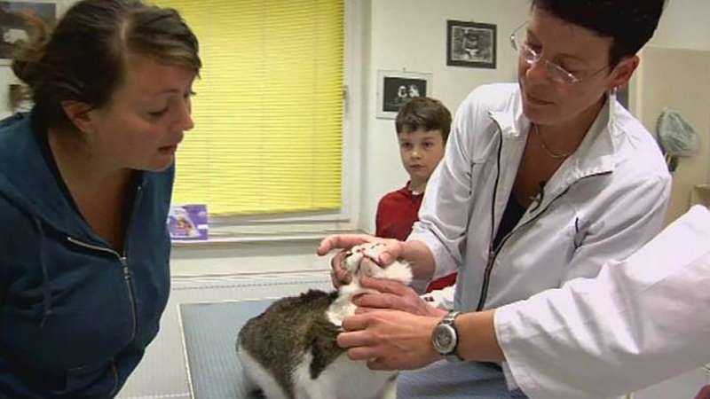 medicine animal