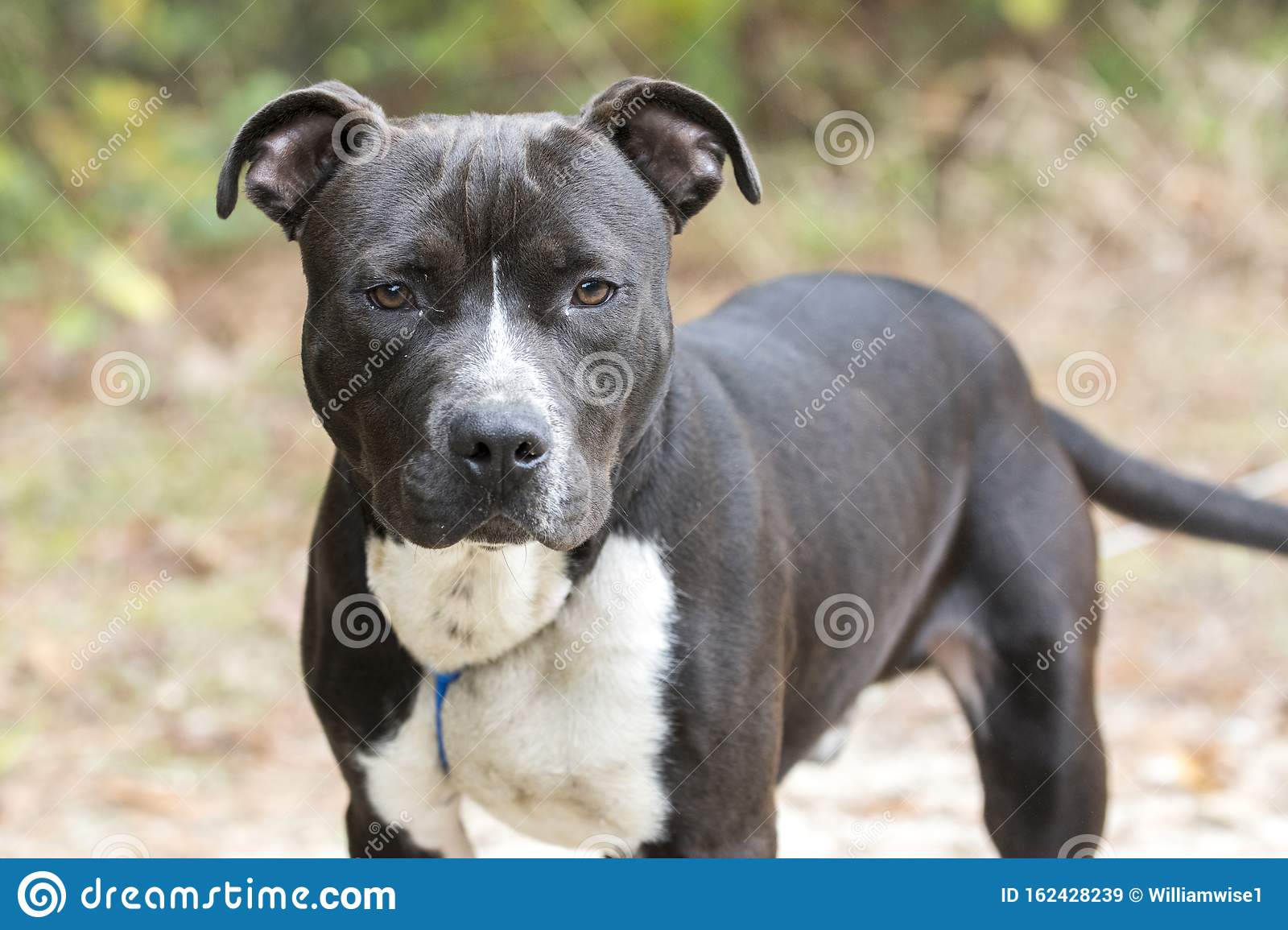 pitbull