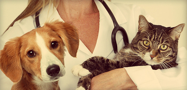 medicine animal