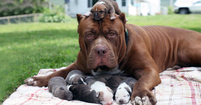 pitbull
