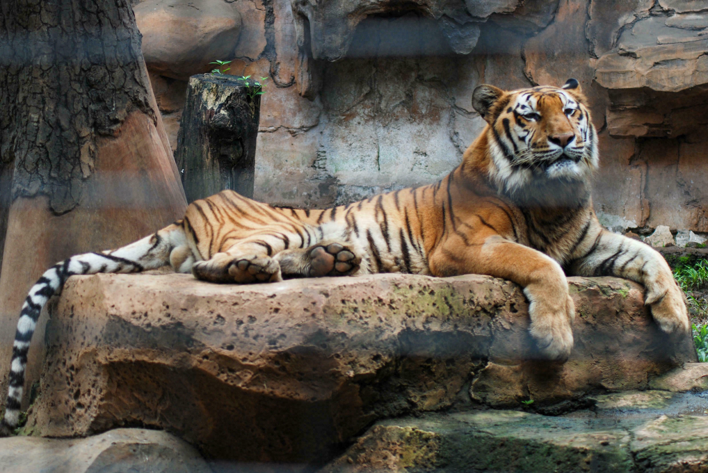 zoo