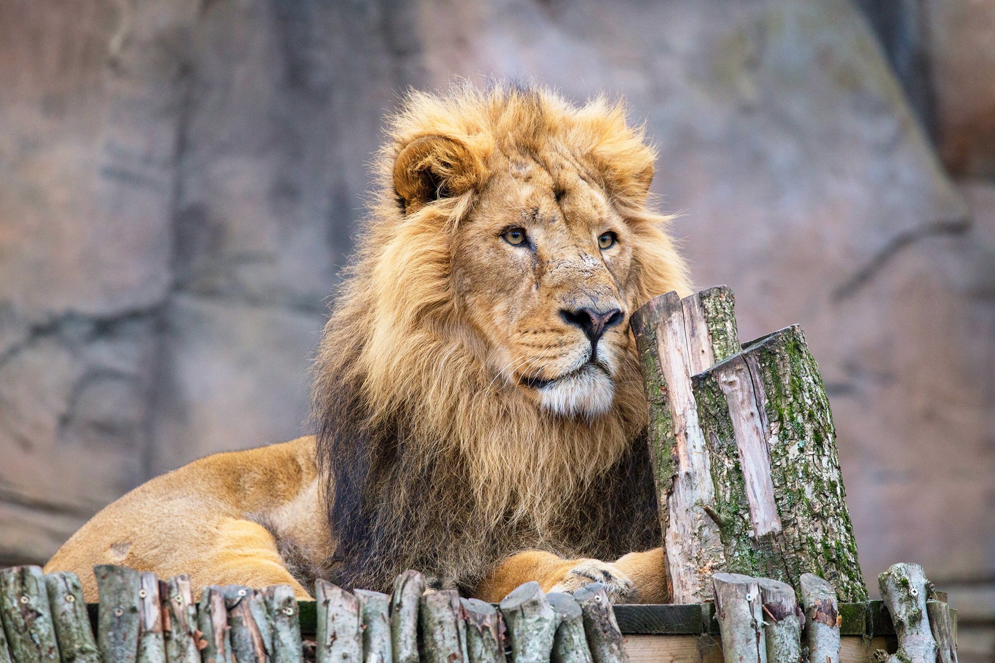 zoo