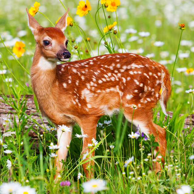 animals