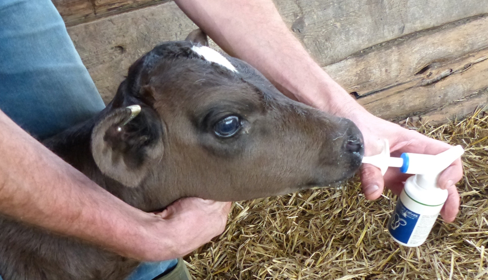 medicine animal