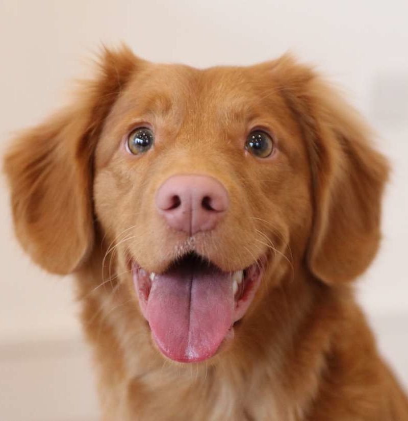 dog